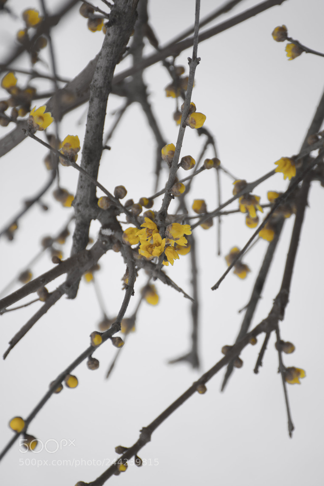 Nikon D3400 sample photo. Winter flower photography