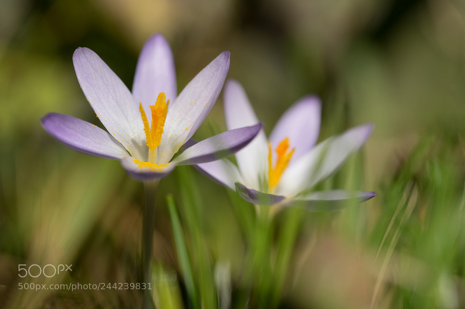 Sony a7 II sample photo. Spring photography