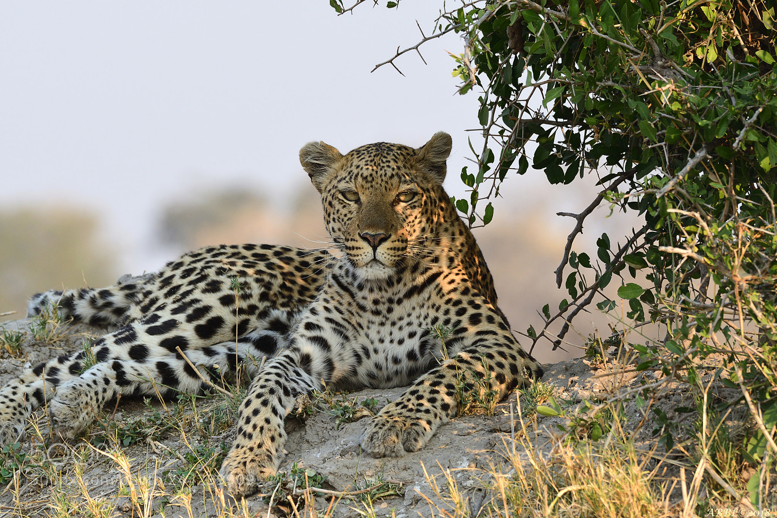 Nikon D500 sample photo. Beautiful cat at amazing photography