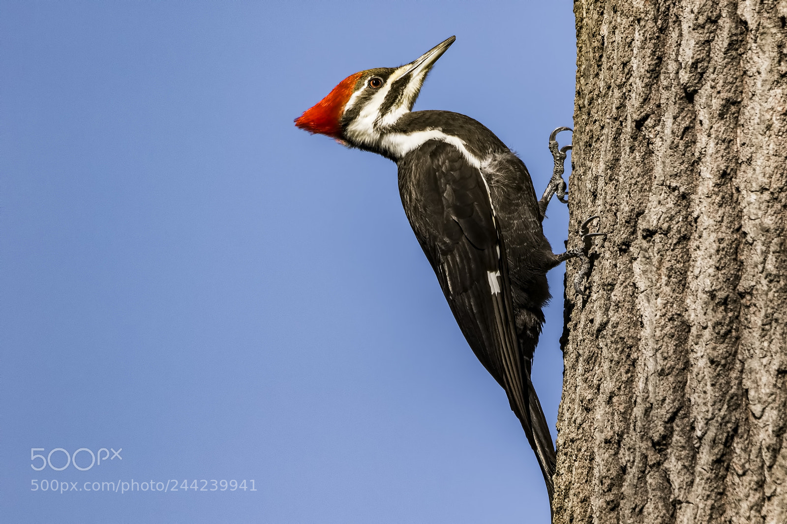 Canon EOS 7D Mark II sample photo. Pileated woodpecker photography