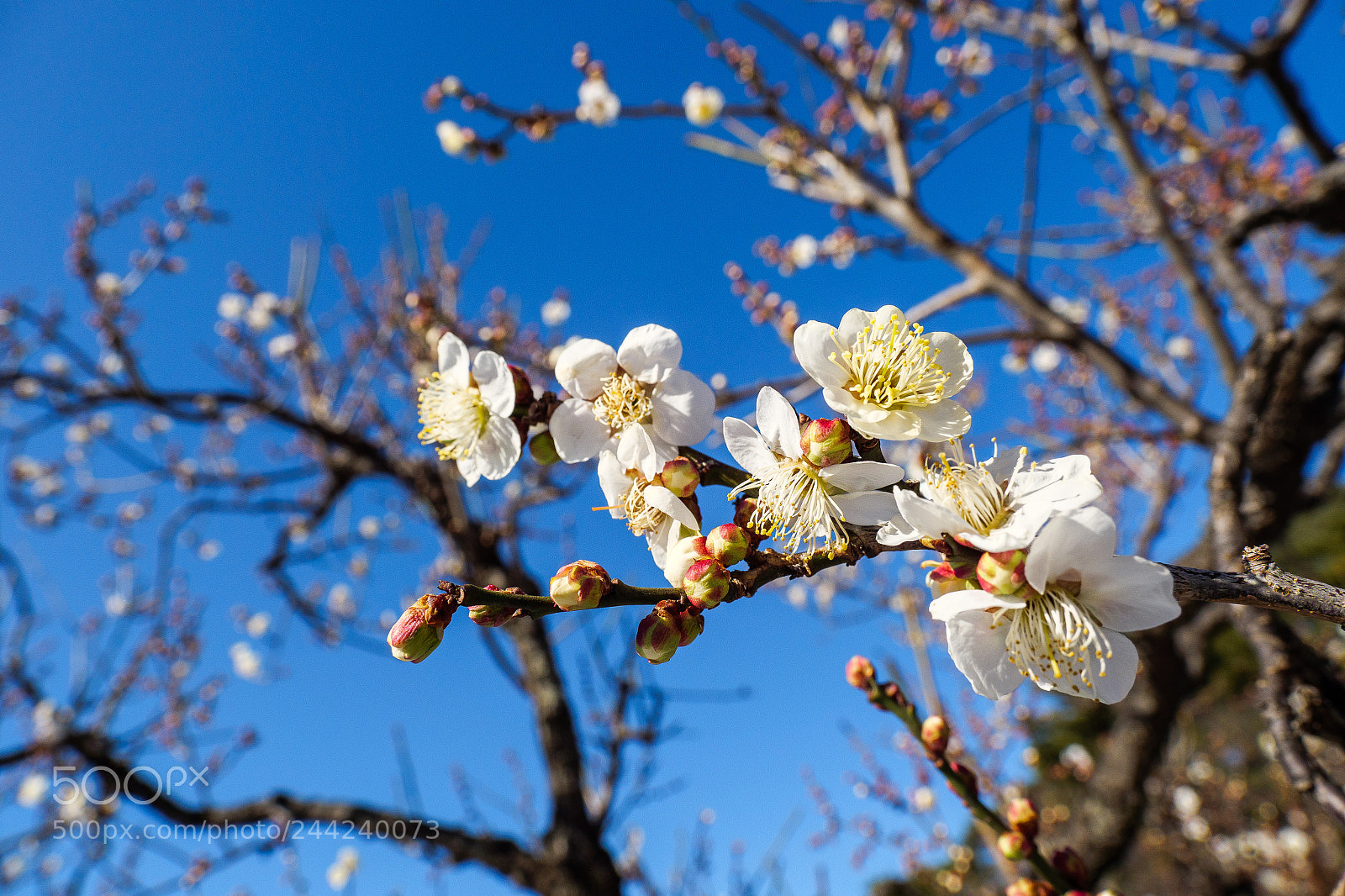 Panasonic Lumix DC-G9 sample photo. Winter's day / yokohama, japan photography
