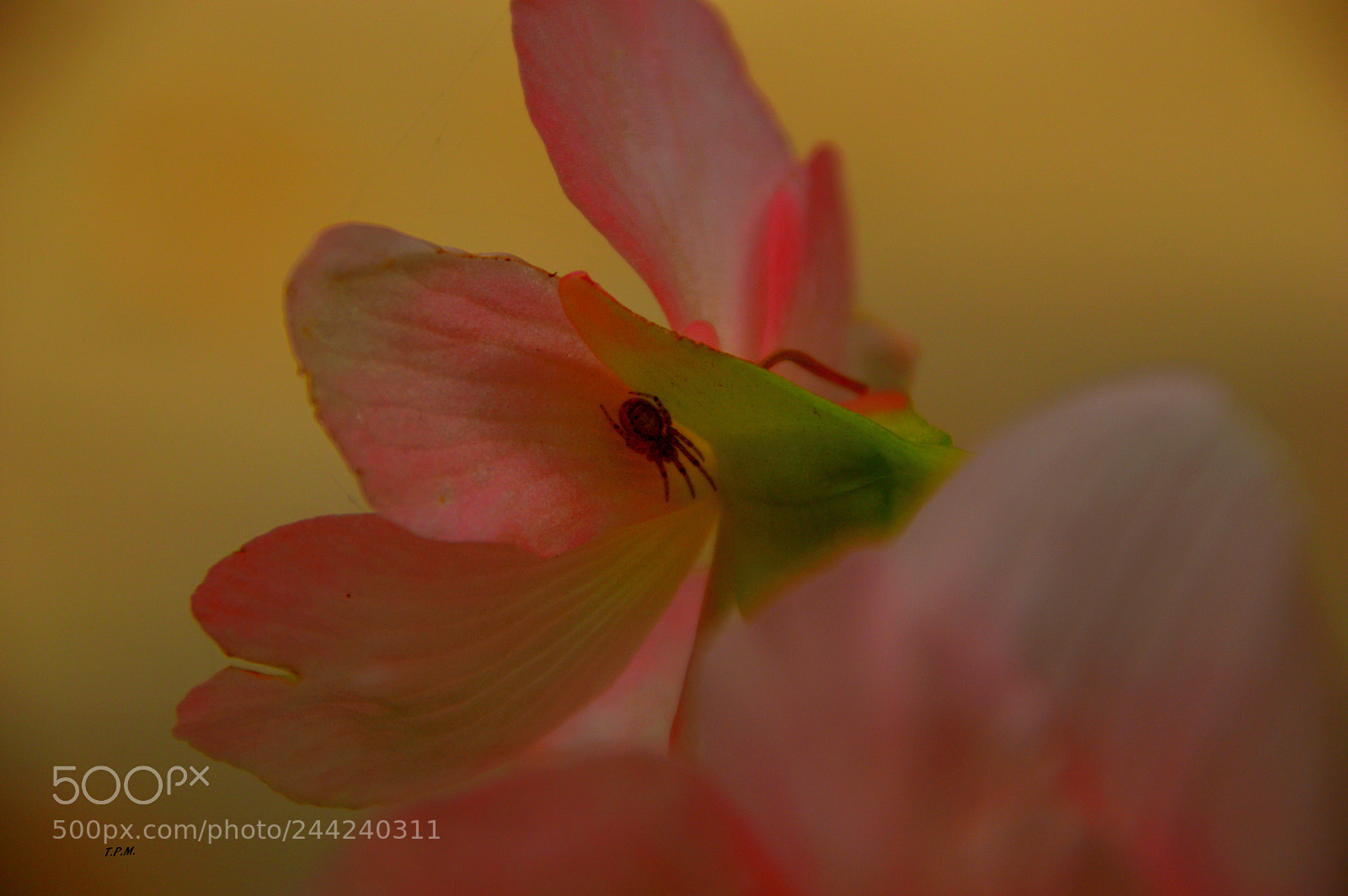 Nikon D3200 sample photo. Detalles ( details ) . photography