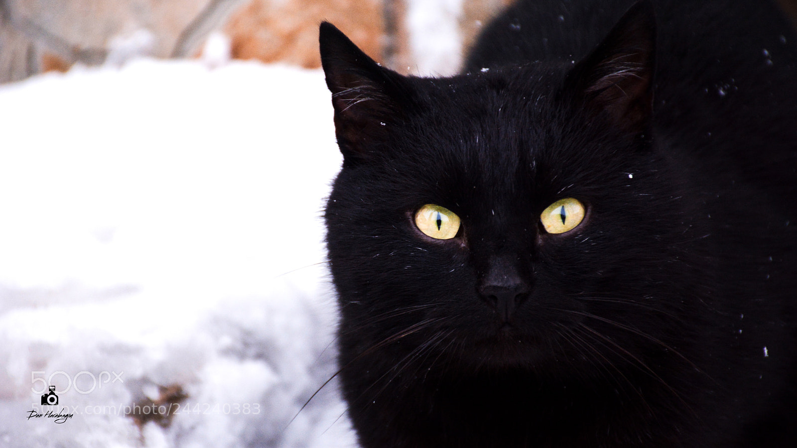Nikon D7100 sample photo. Watching you photography