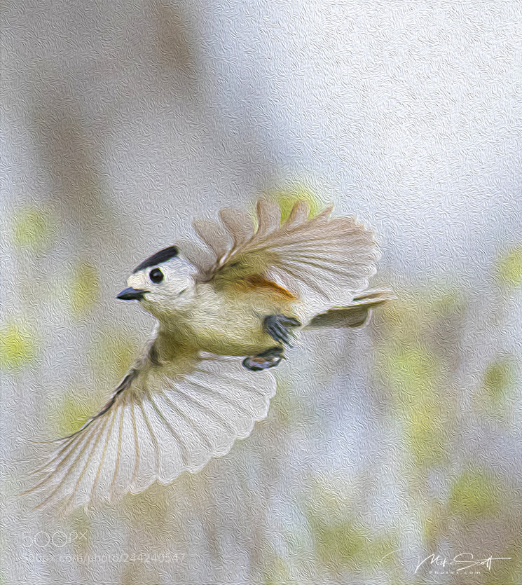 Nikon D500 sample photo. Artsy black crested titmouse photography