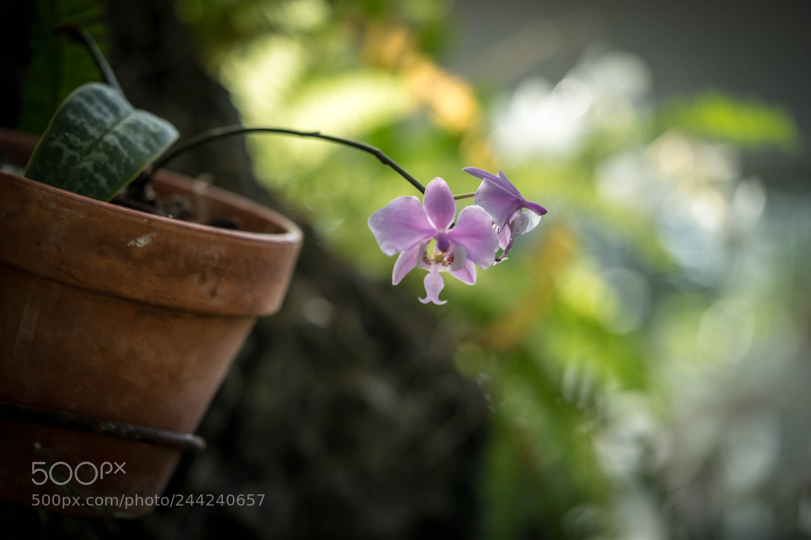 Sony a7 sample photo. Orchid bokeh photography