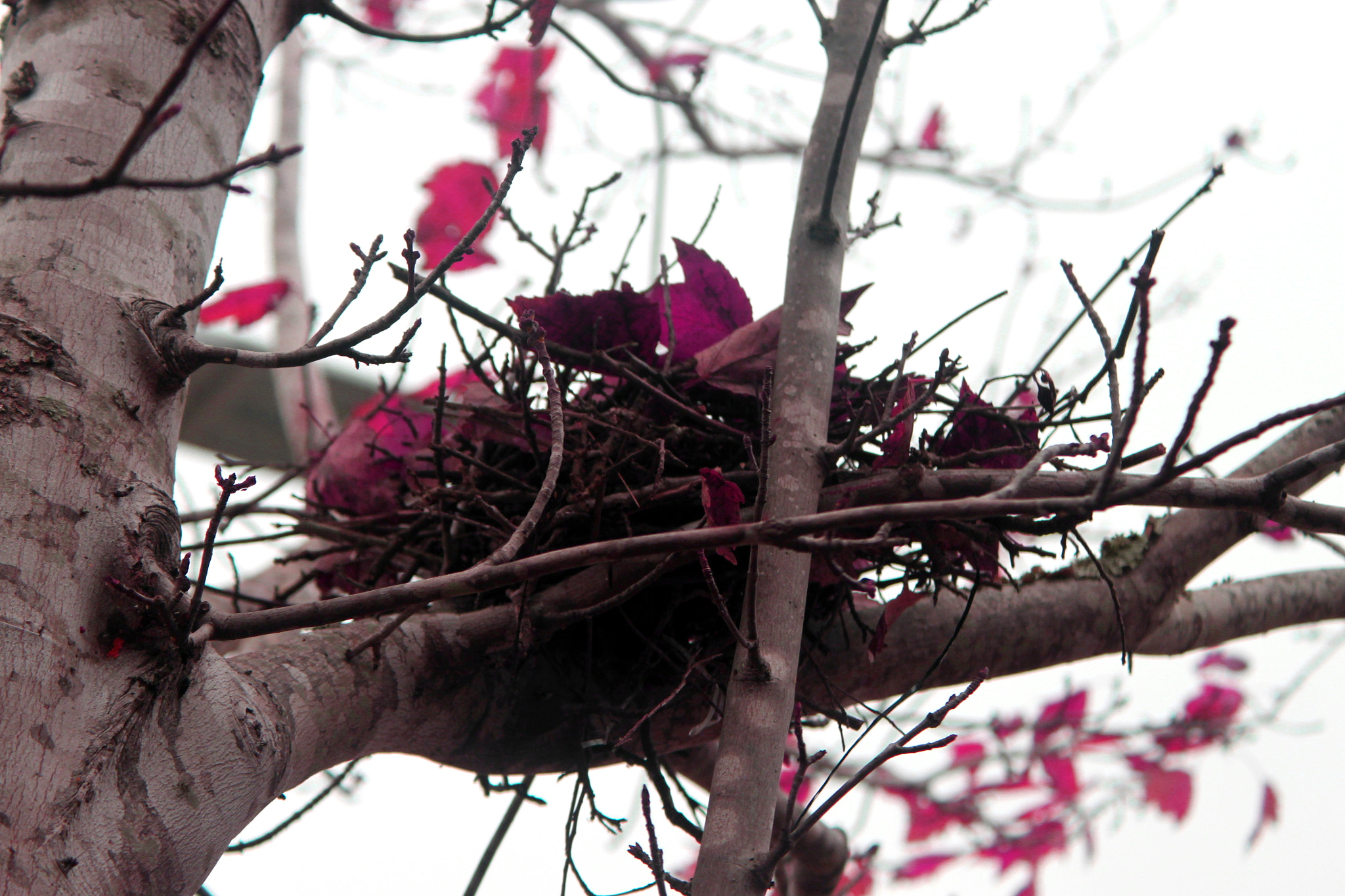 Canon EF-S 18-55mm F3.5-5.6 IS sample photo. Empty nest photography