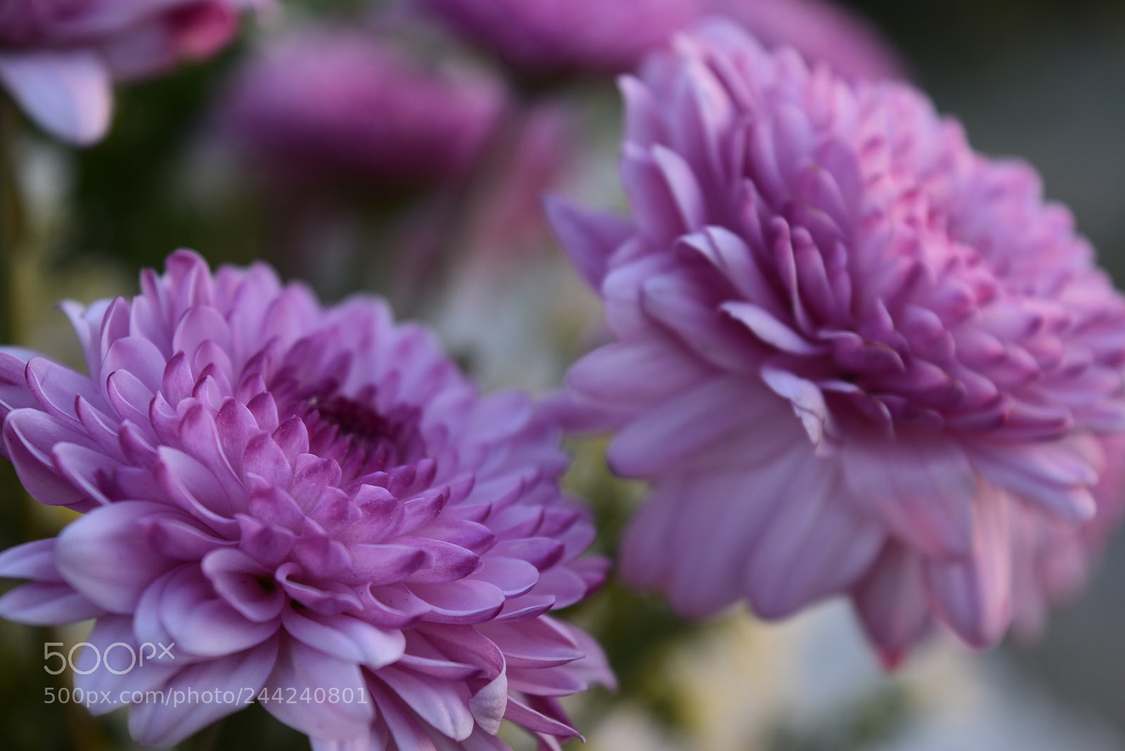Nikon D5500 sample photo. Flores photography
