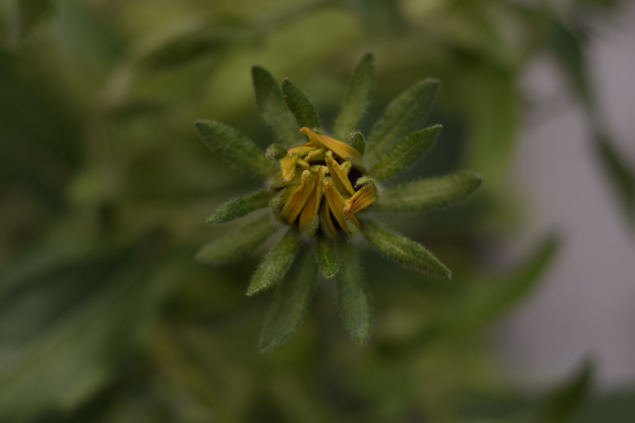 Nikon D3300 + Nikon AF Nikkor 50mm F1.8D sample photo. Undeveloped photography