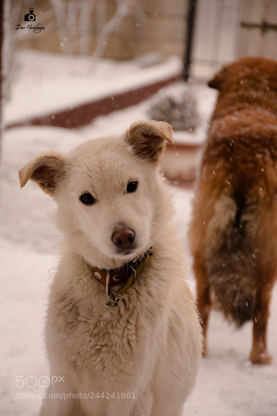 Nikon D7100 sample photo. Bela photography