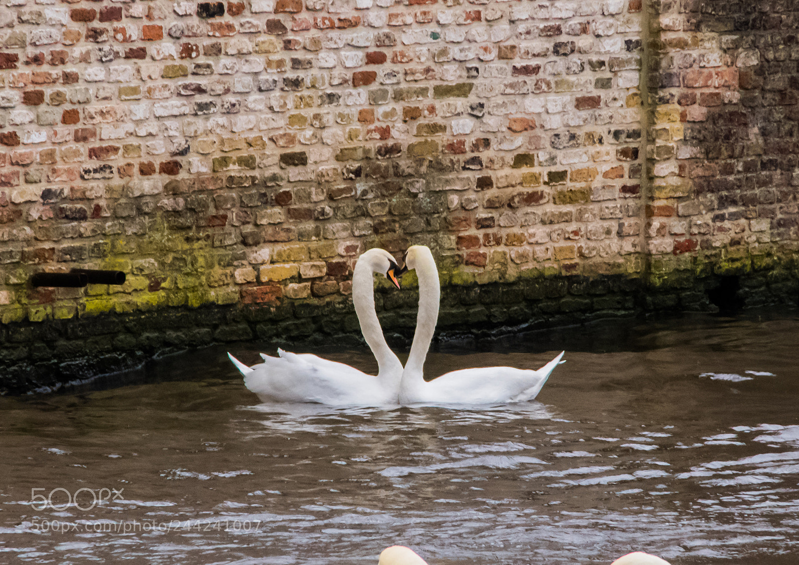 Pentax K-70 sample photo. Swans' love photography