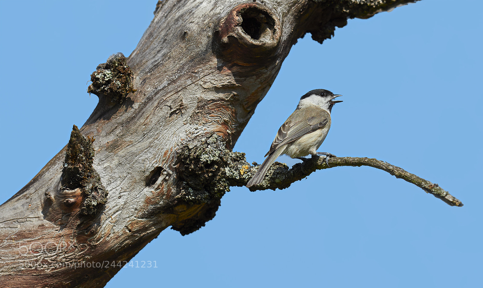 Canon EOS 5DS R sample photo. Territorial song of a photography