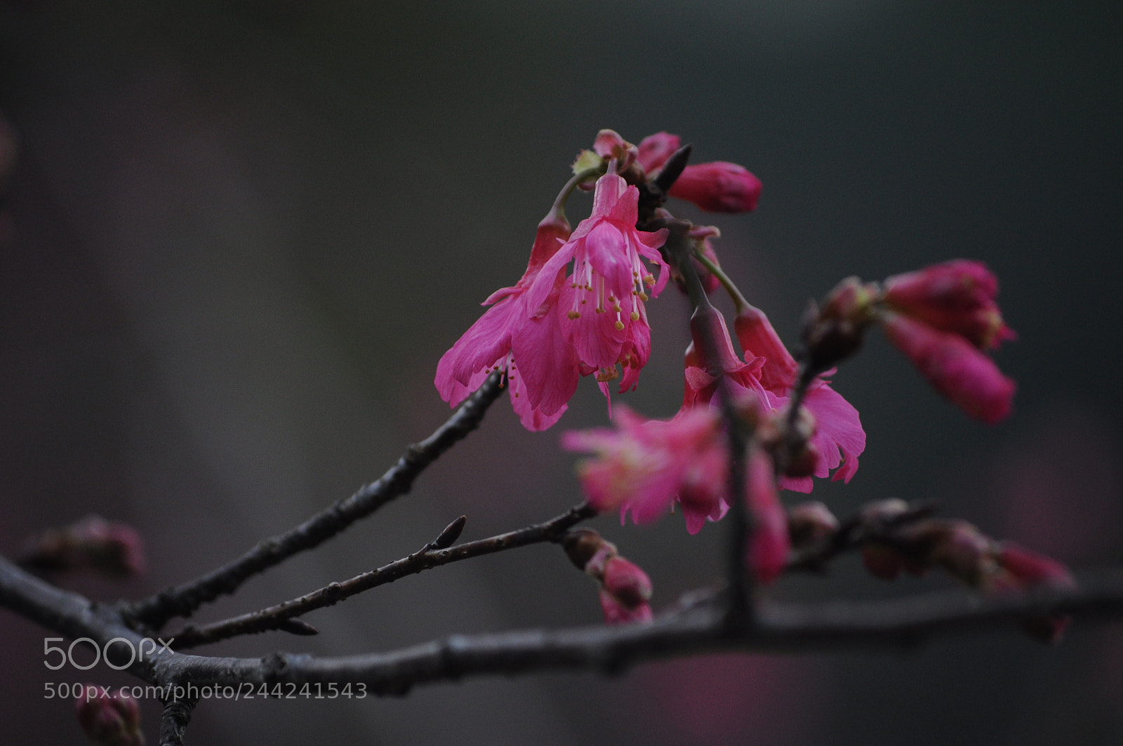 Nikon D5000 sample photo. 20180128_1 photography