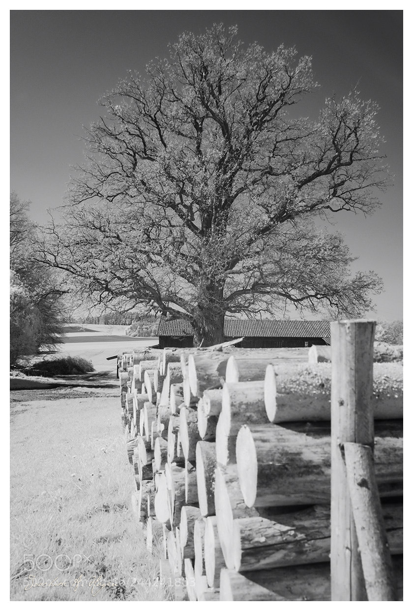 Nikon D90 sample photo. Emmersheim photography