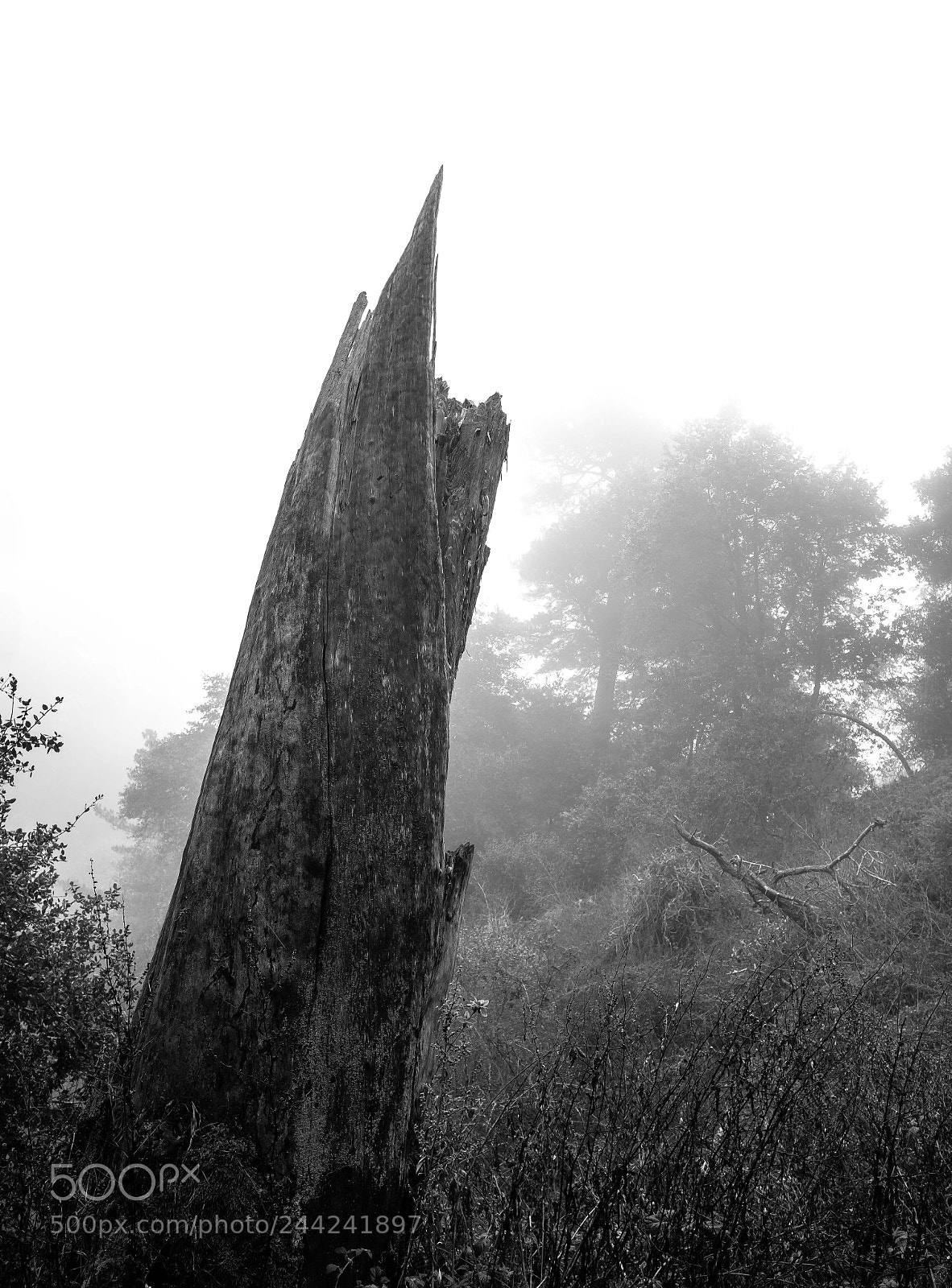 Fujifilm X-T2 sample photo. Redwood regional park photography