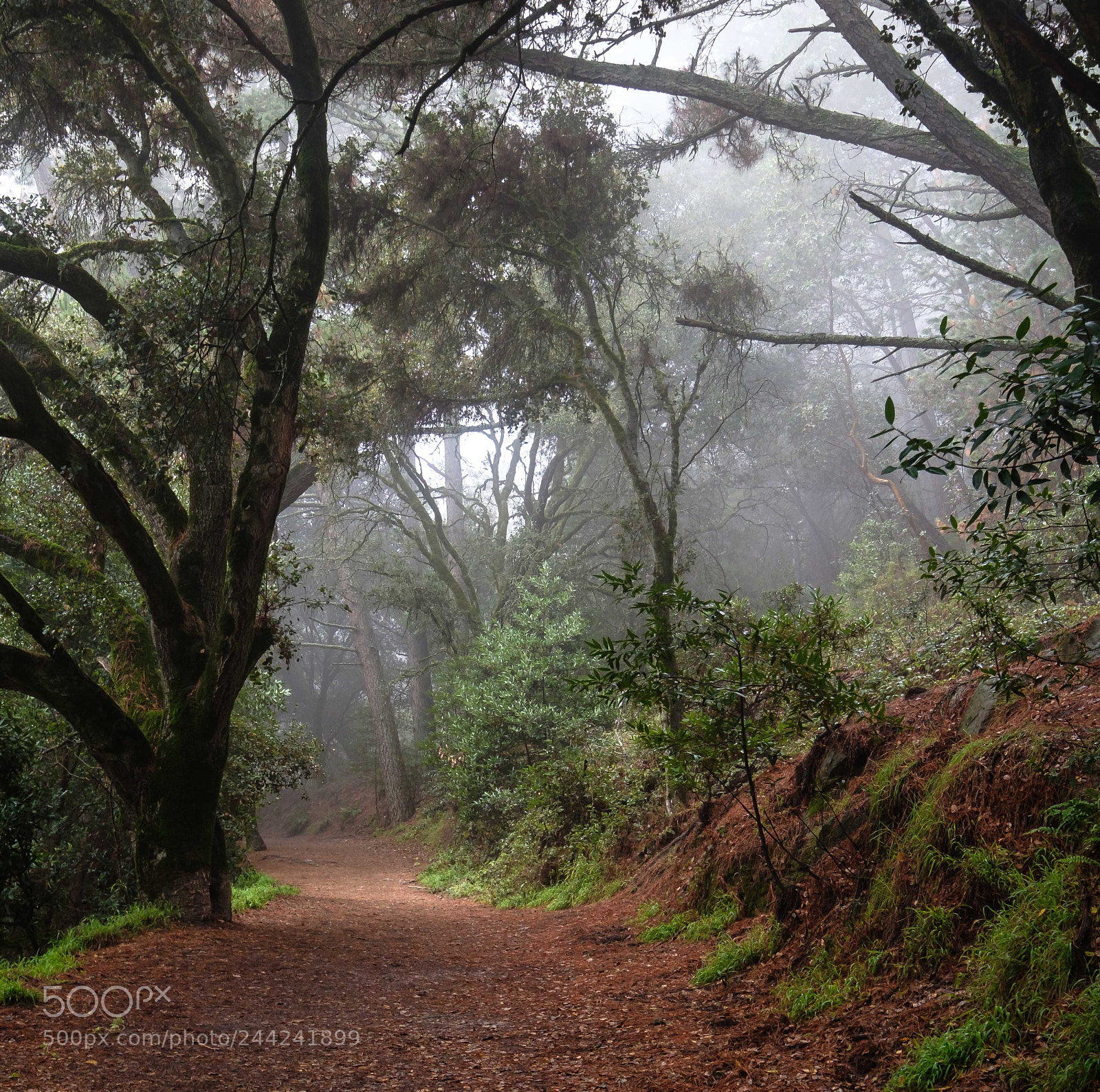 Fujifilm X-T2 sample photo. Redwood regional park photography