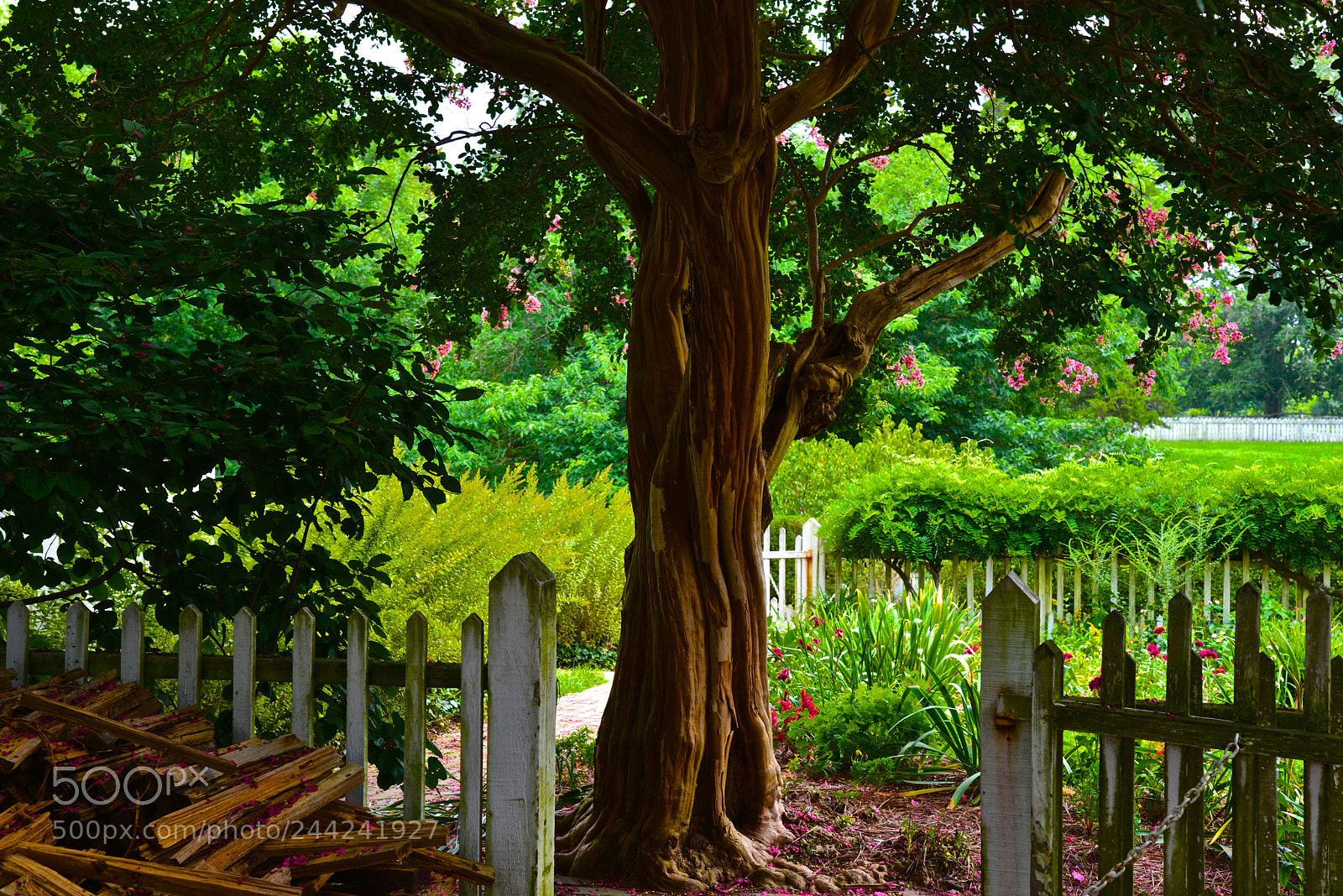 Nikon D600 sample photo. Summer garden photography