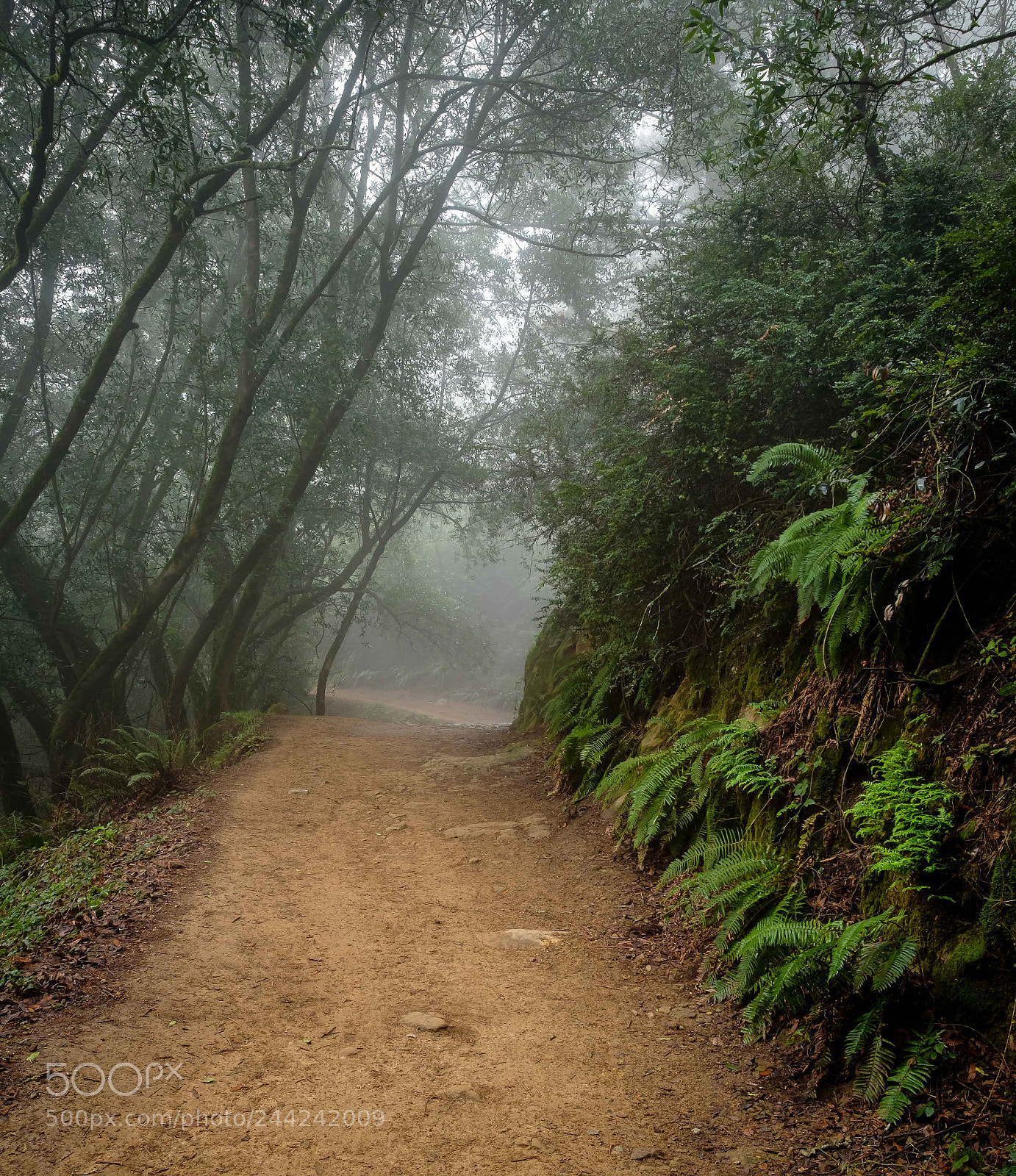 Fujifilm X-T2 sample photo. Redwood regional park photography