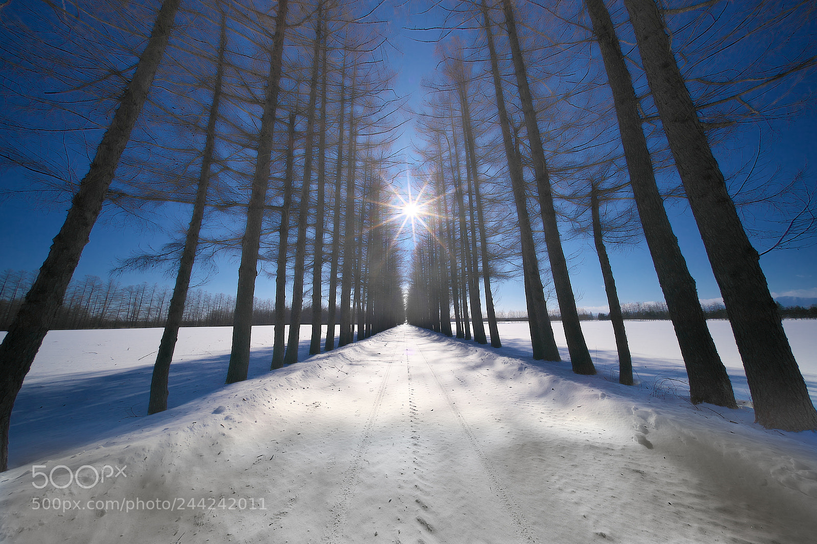 Sony a9 sample photo. The road of hope photography