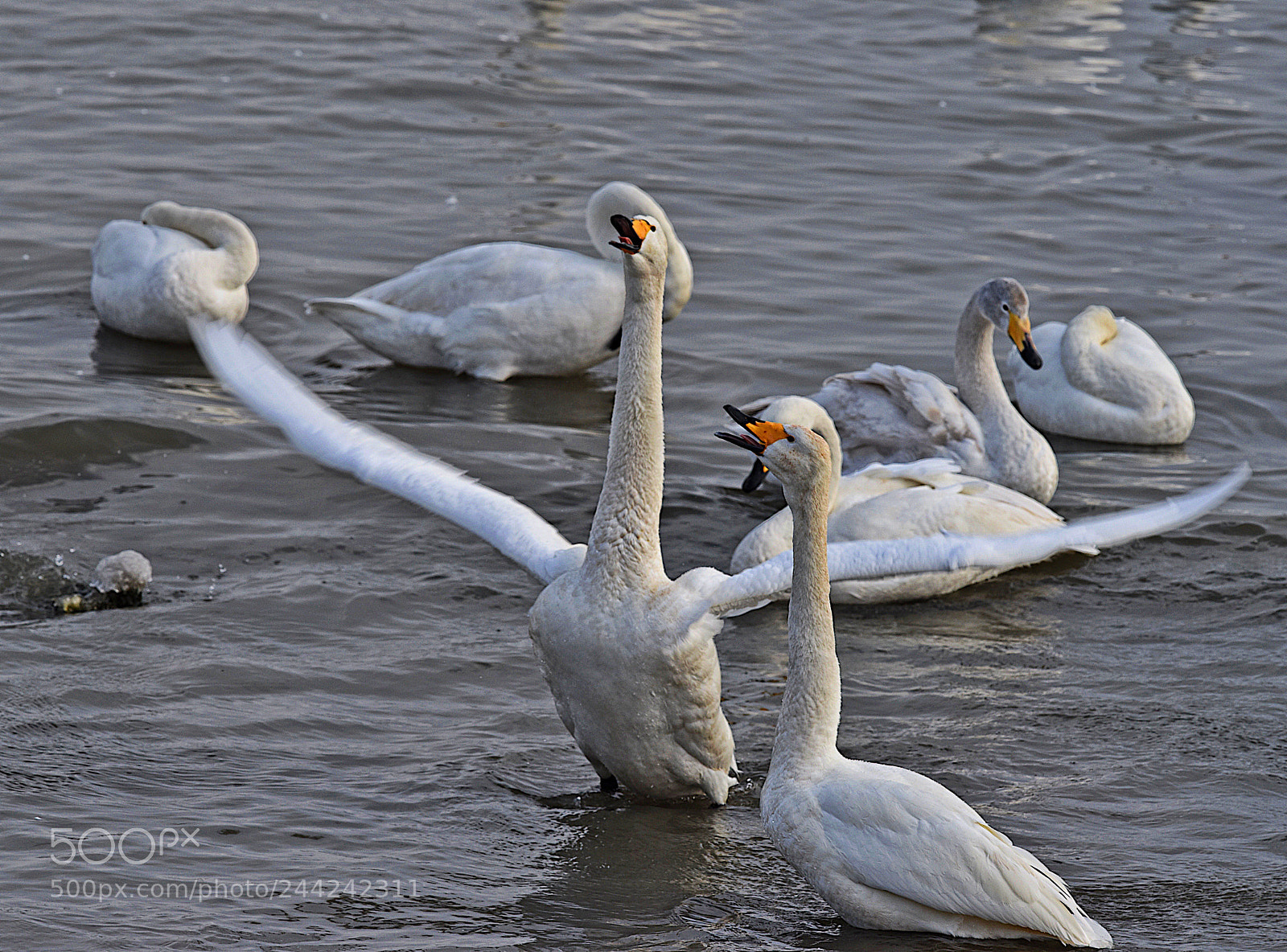 Nikon D810 sample photo. Untitled photography