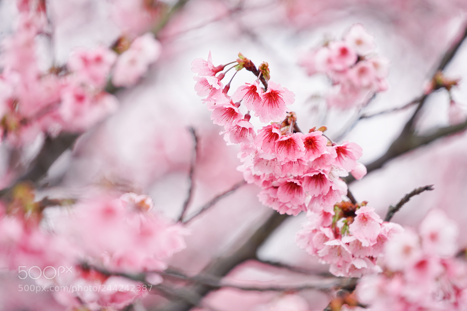Sony a7R II sample photo. Cherry blossom photography