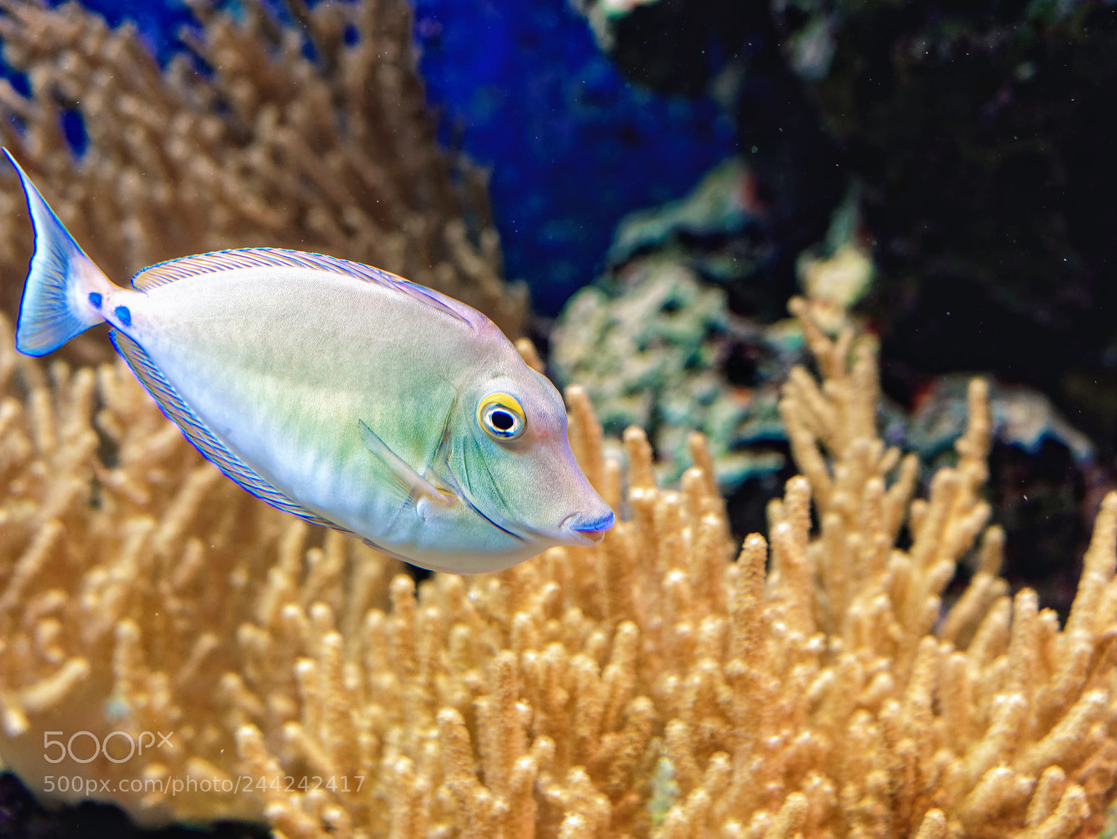 Panasonic DMC-G81 sample photo. Colorful fish photography