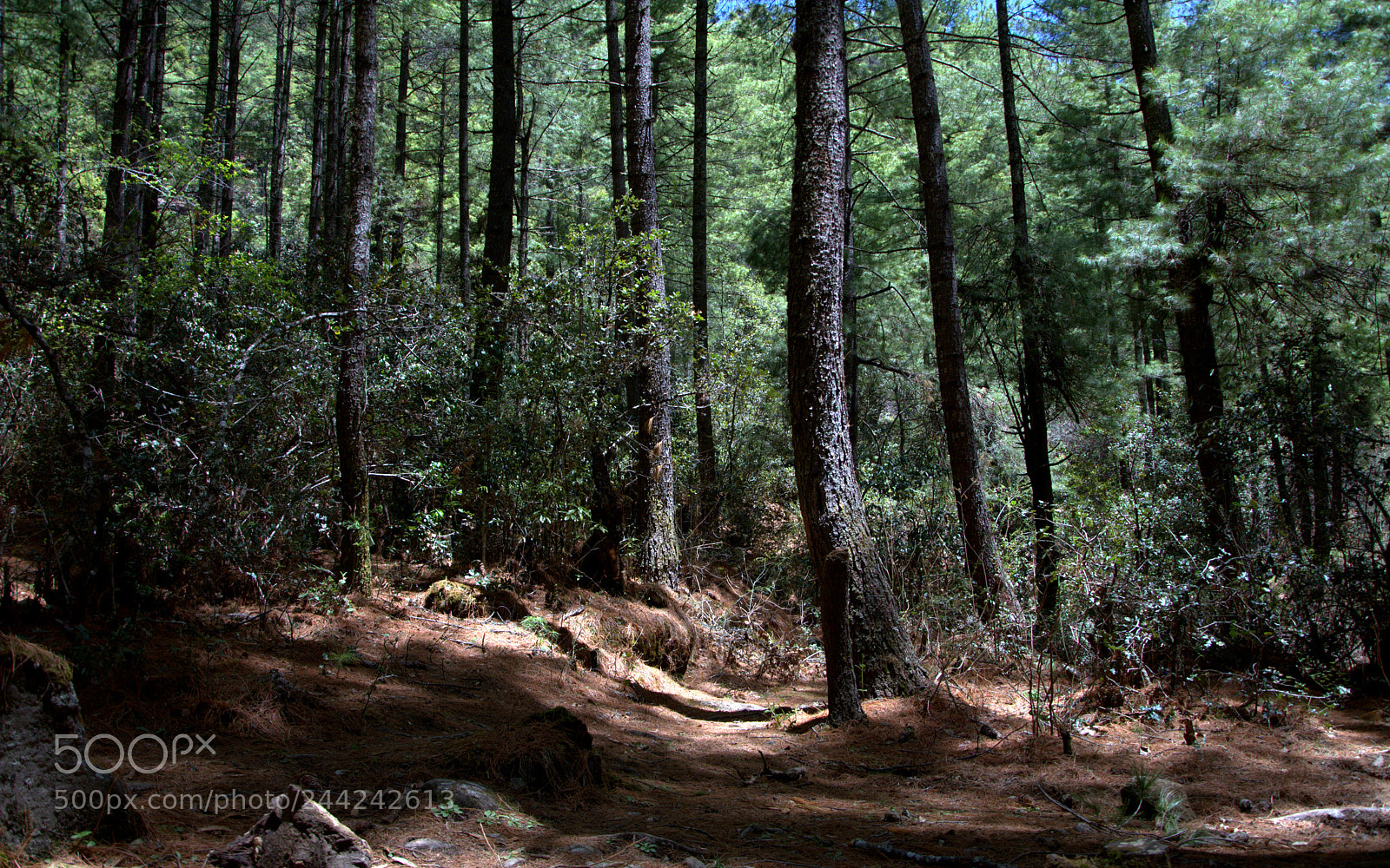Nikon D7100 sample photo. Forest atmosphere photography