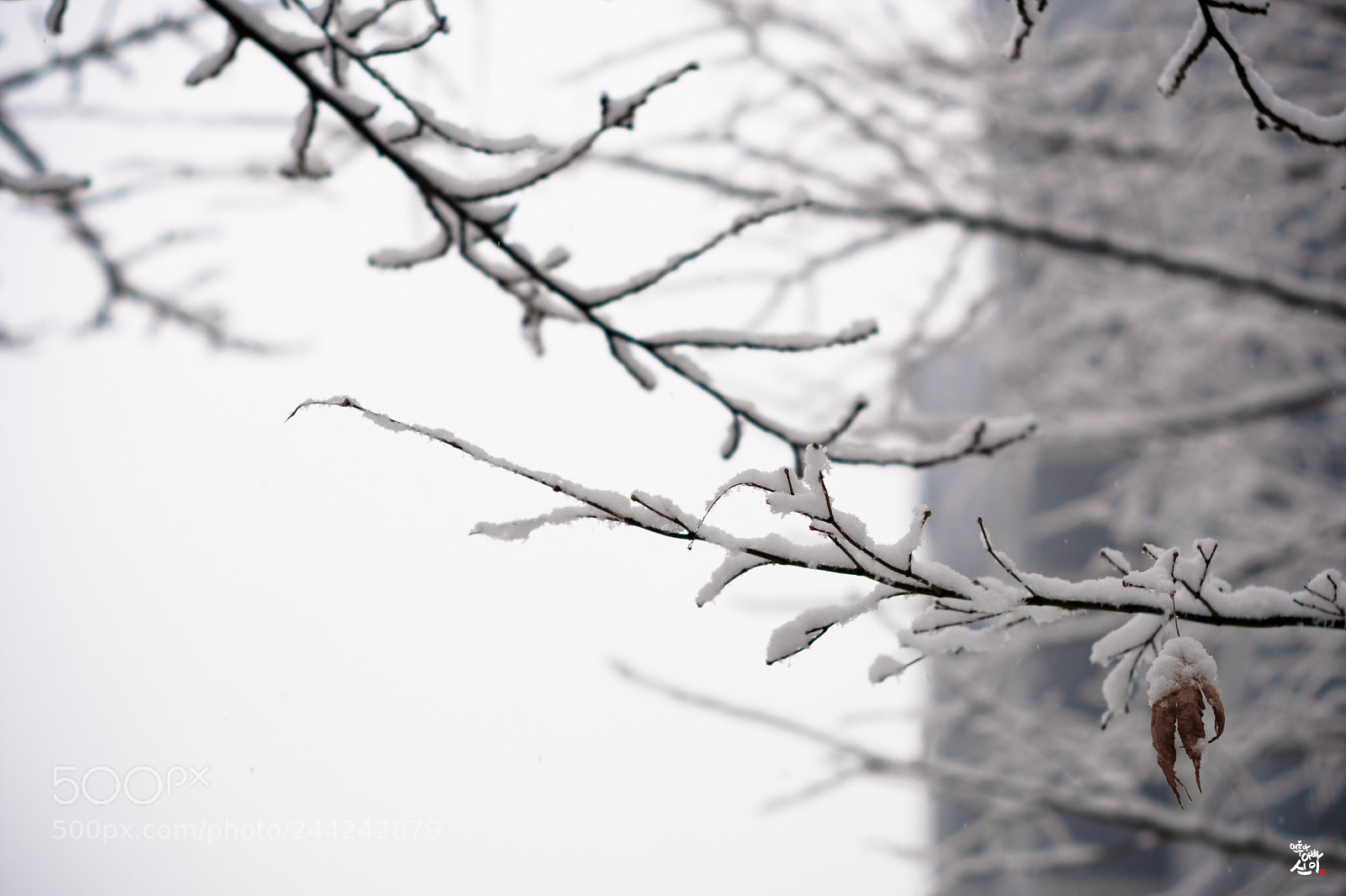 Fujifilm X-T2 sample photo. Across~ photography
