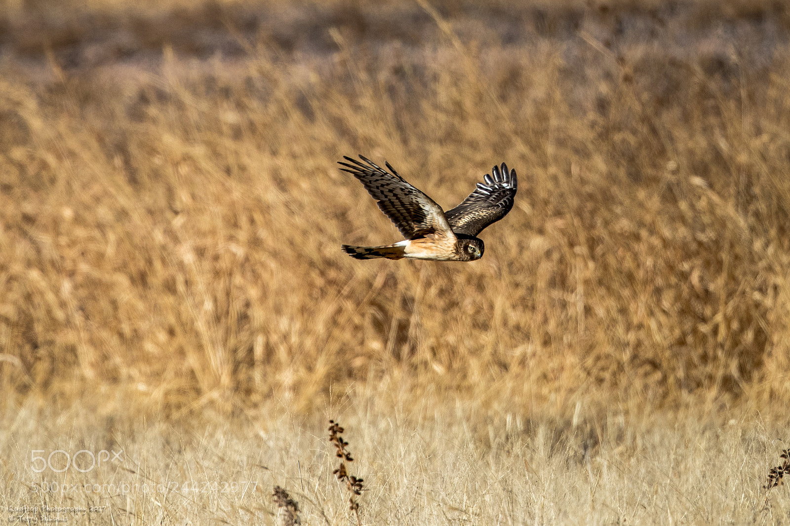 Canon EOS-1D X Mark II sample photo. Hunting harrier photography