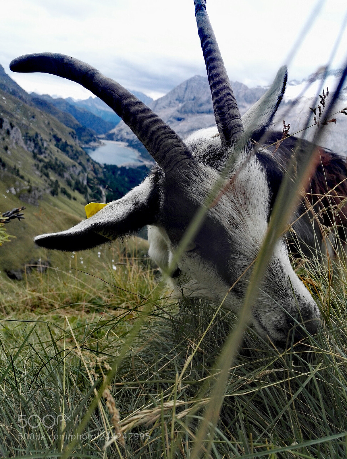 HUAWEI Honor 7 sample photo. Goat photography