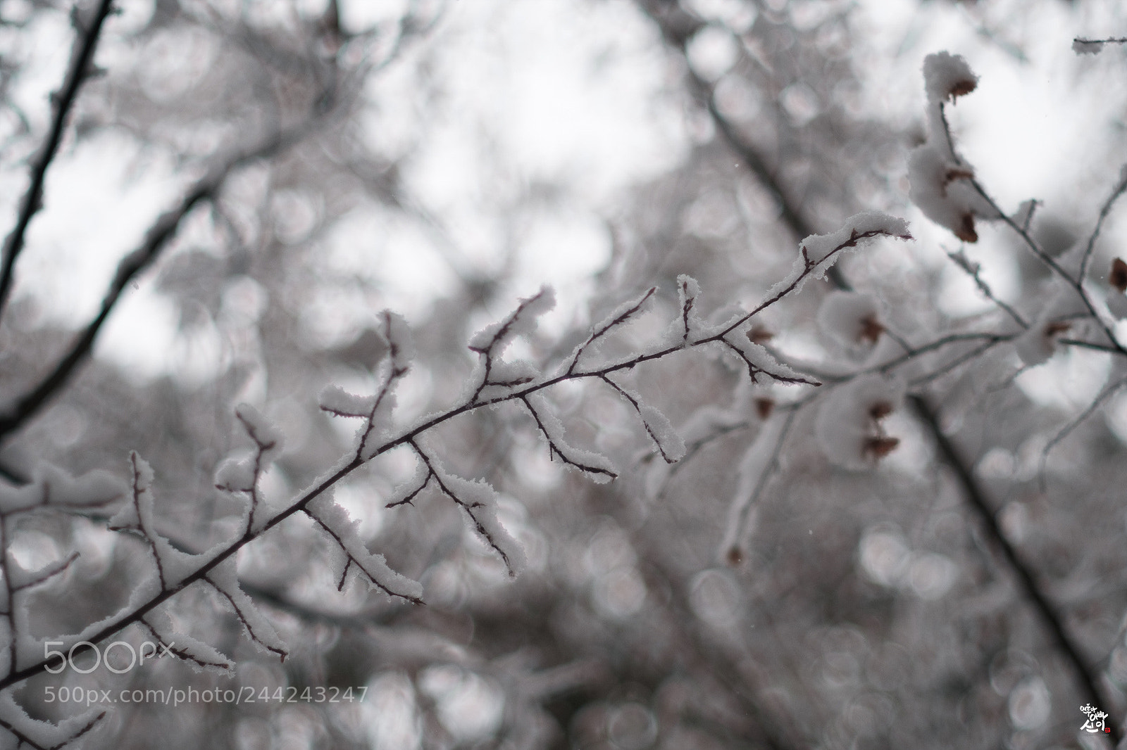 Fujifilm X-T2 sample photo. Winter story photography
