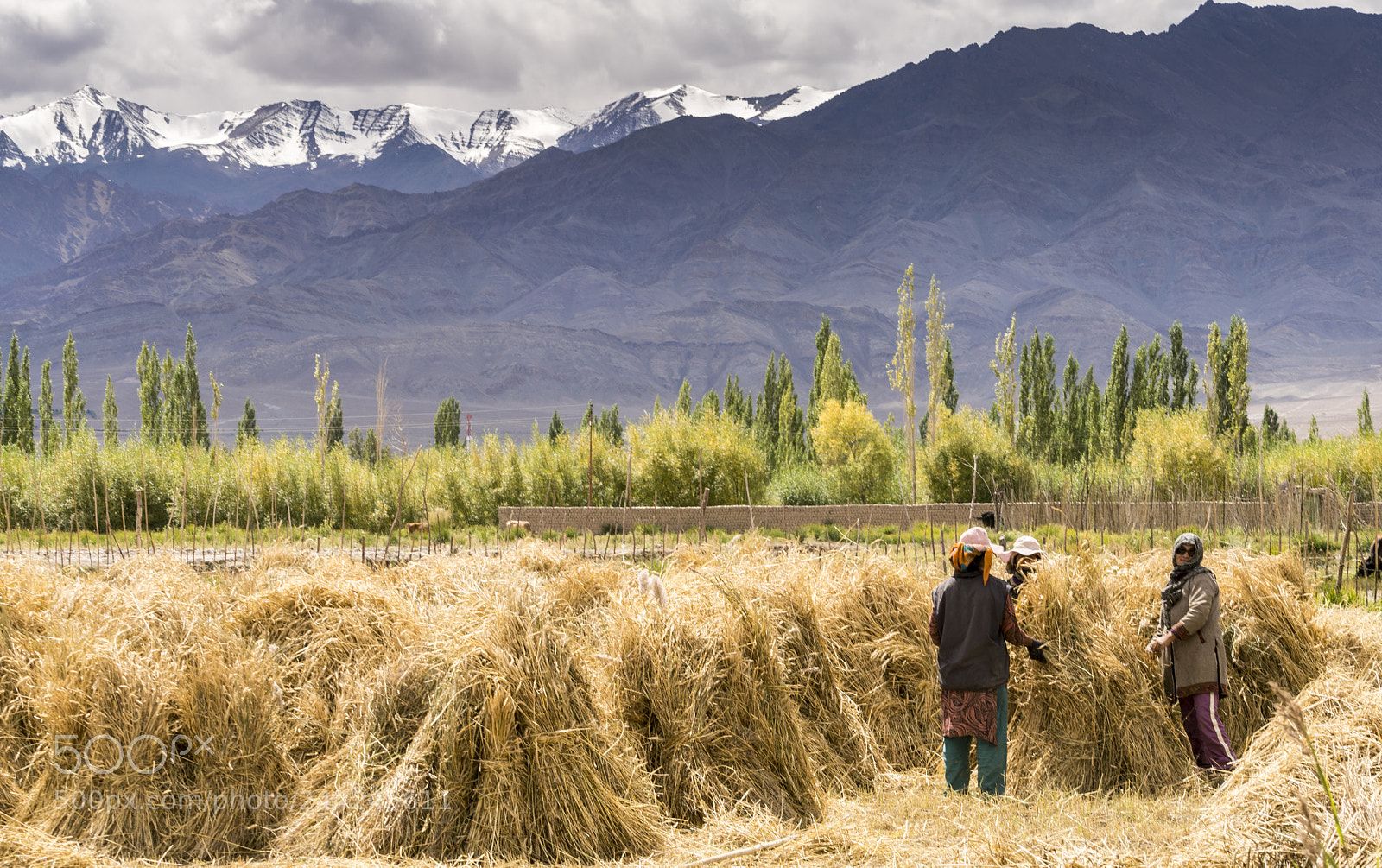 Sony a7R II sample photo. Ladakh - india's little photography