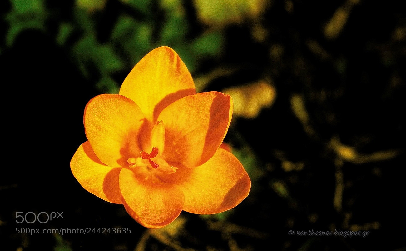 Canon EOS 550D (EOS Rebel T2i / EOS Kiss X4) sample photo. Crocus chrysanthus photography