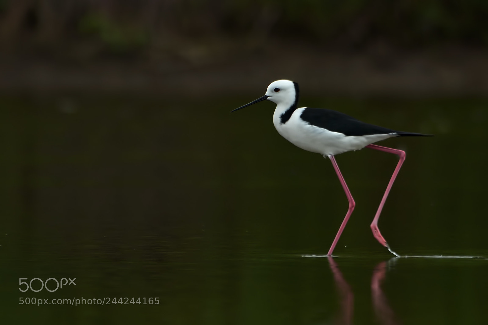 Nikon D7100 sample photo. White - headed stilt photography