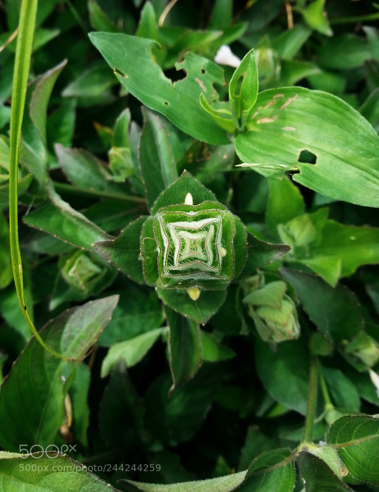 Samsung Galaxy S3 sample photo. Geometric nature photography