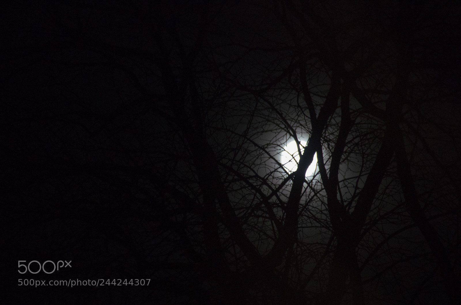 Pentax K-5 sample photo. Moon and trees photography