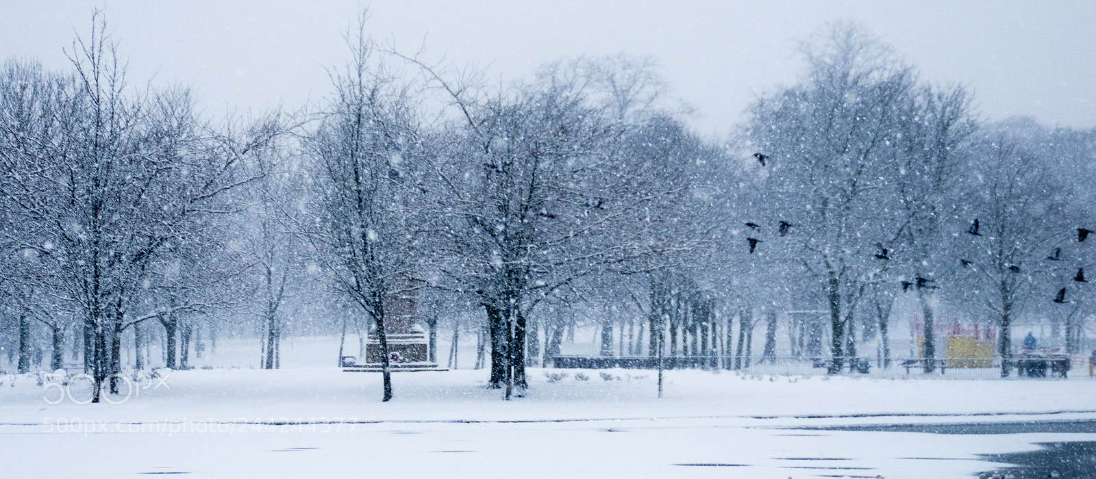 Pentax K-5 sample photo. Winter flock photography