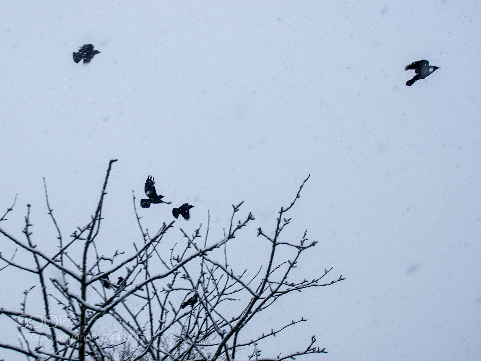 Pentax K-5 sample photo. Jackdaws in a snowstorm photography