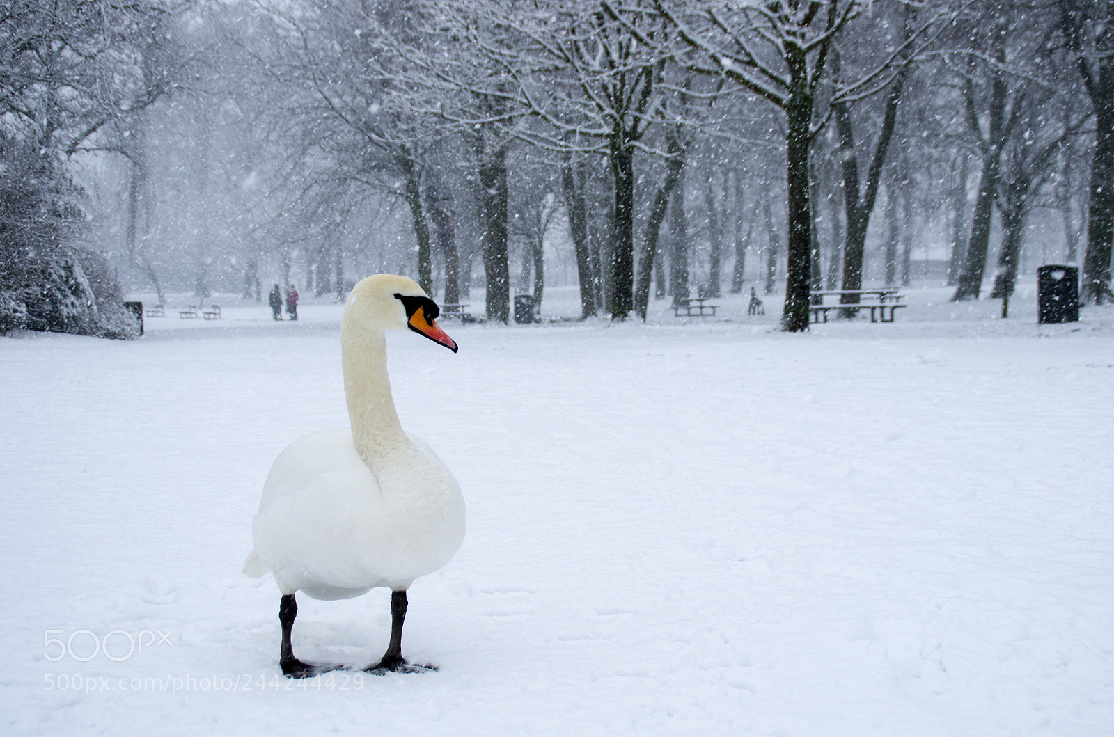 Pentax K-5 sample photo. Swan on a snowy photography