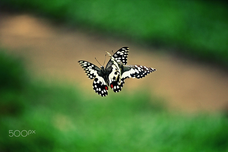 Canon EOS 60D sample photo. Nature photography