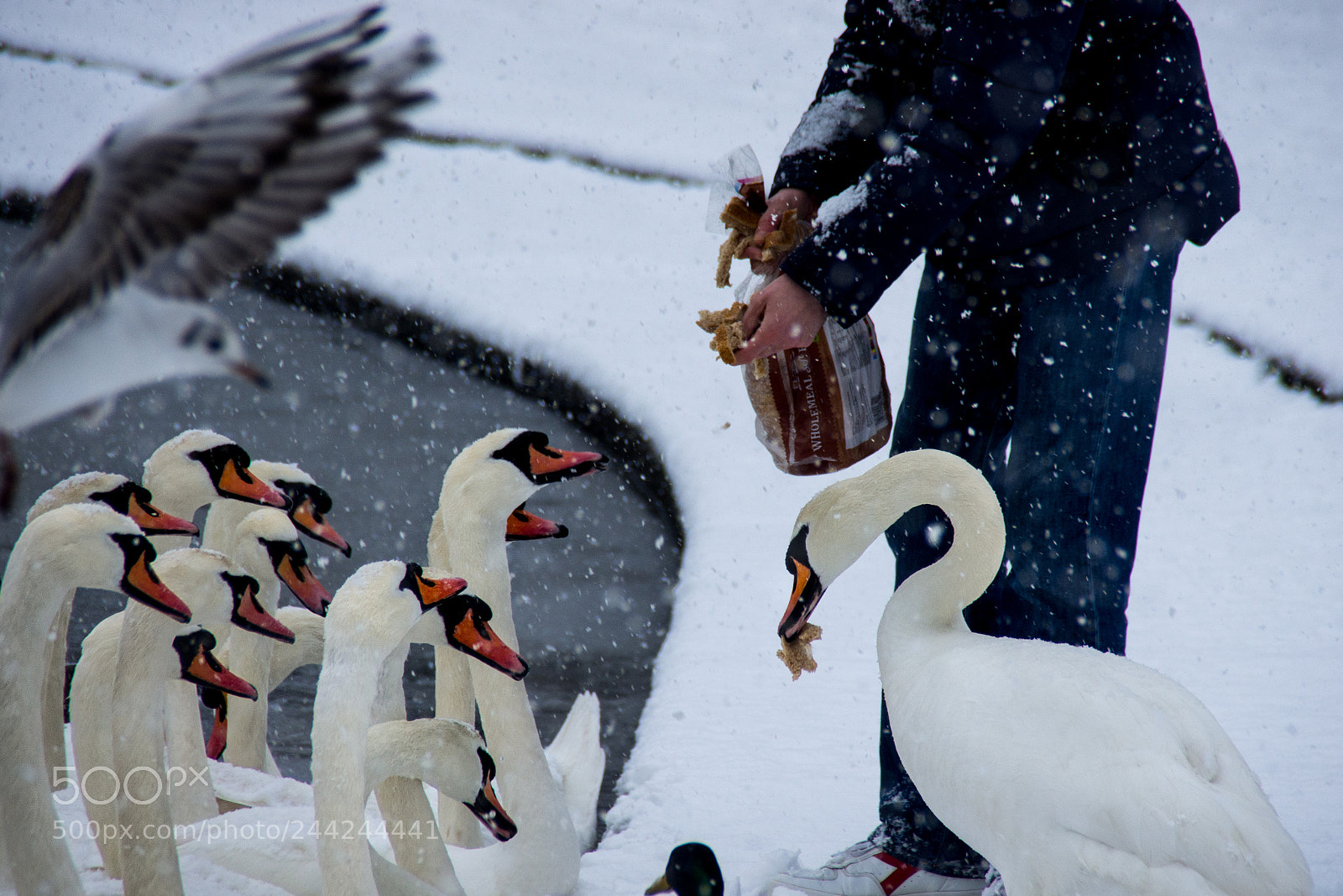 Pentax K-5 sample photo. Bread and snow photography