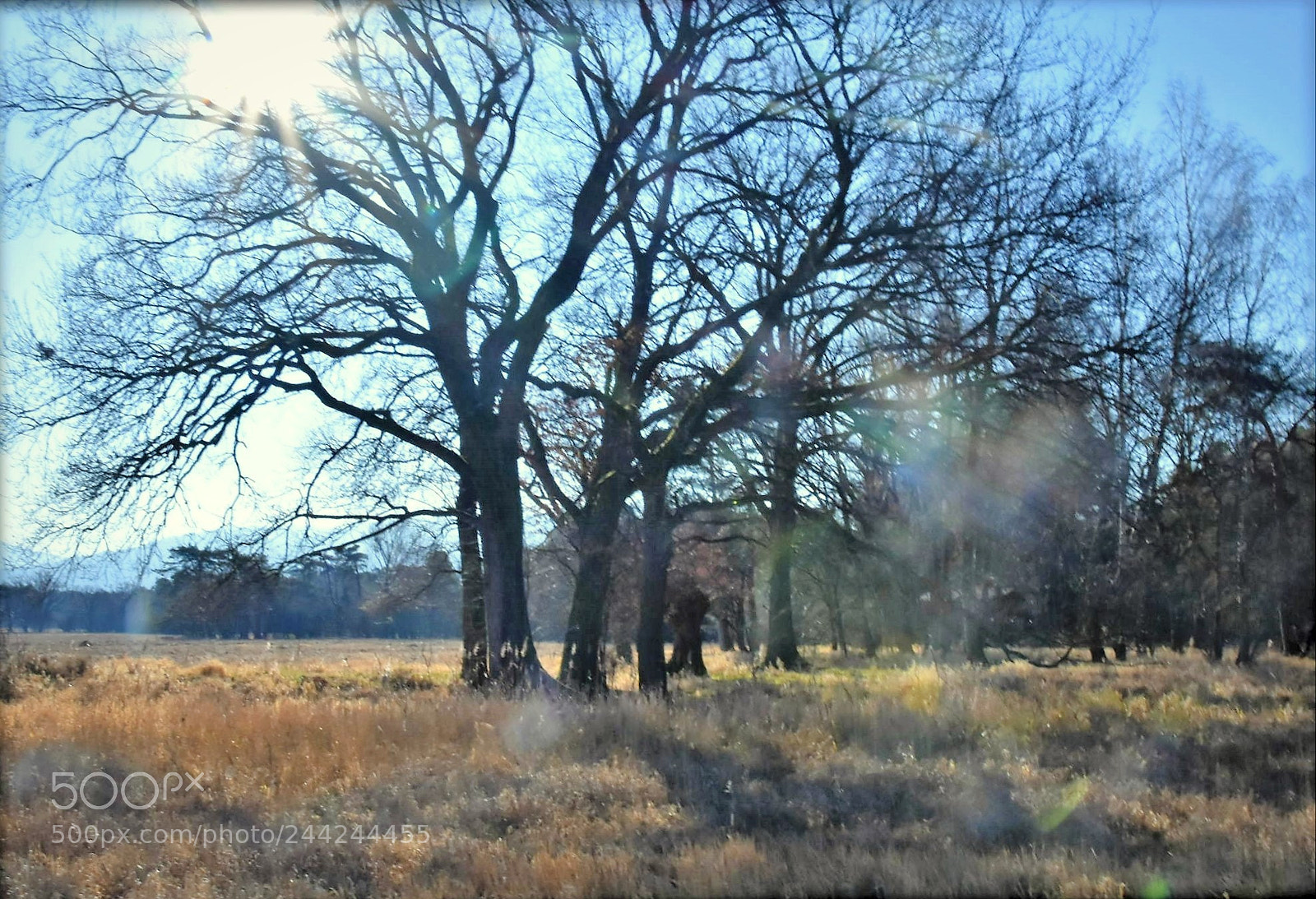 Nikon D7200 sample photo. "trees" photography