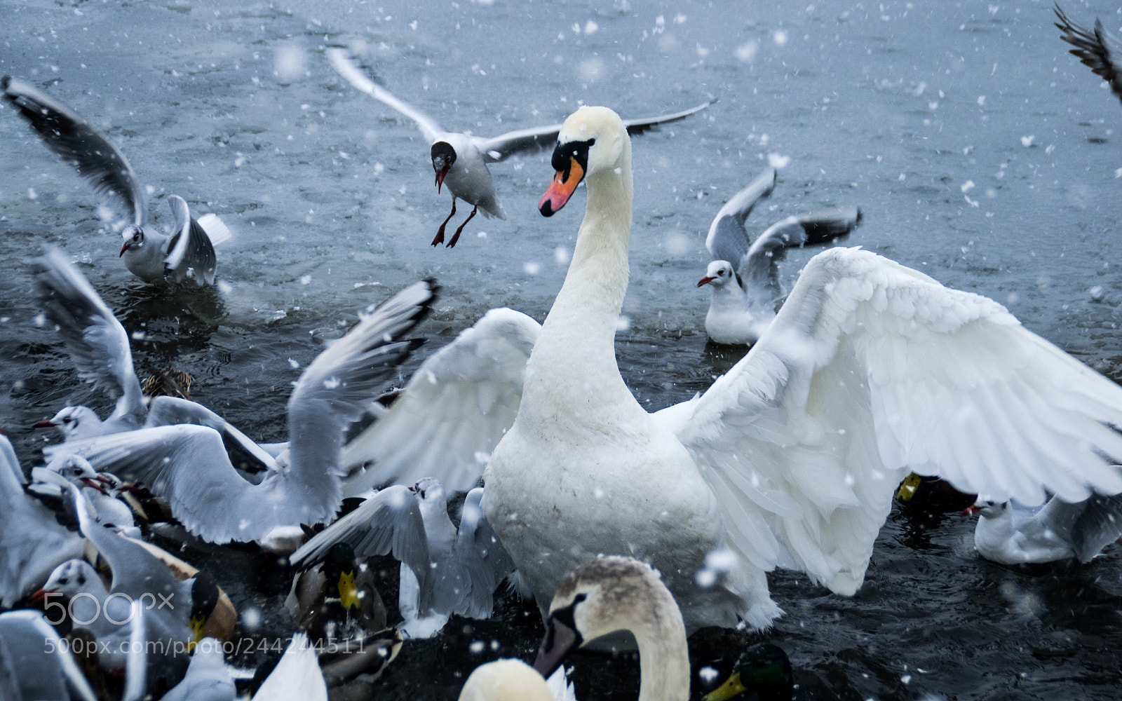Pentax K-5 sample photo. King of the birds photography