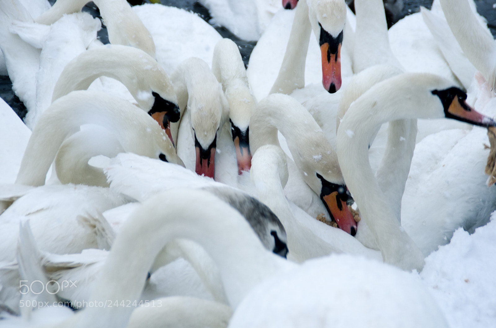 Pentax K-5 sample photo. Bread scrum photography