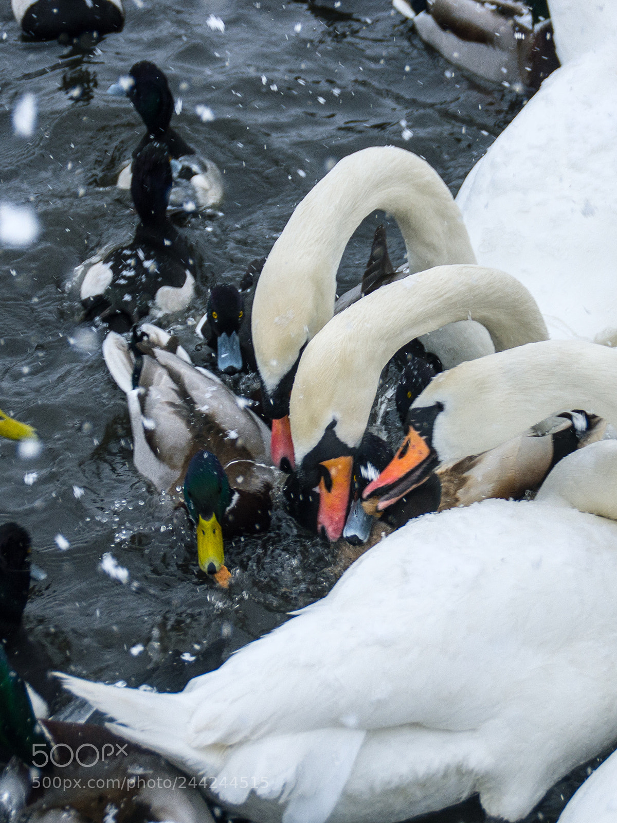 Pentax K-5 sample photo. Swans and ducks photography