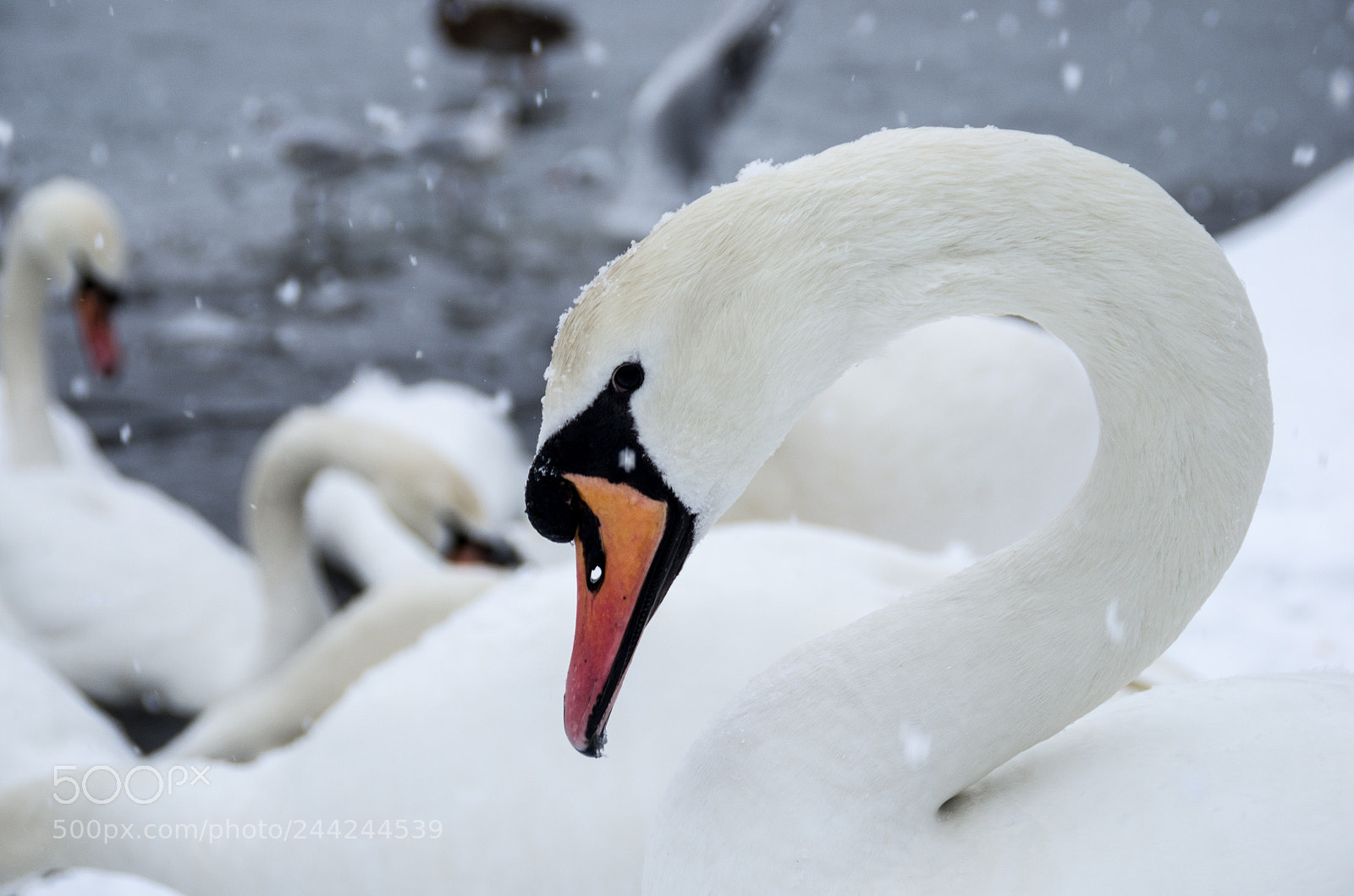 Pentax K-5 sample photo. Snow swan portrait photography
