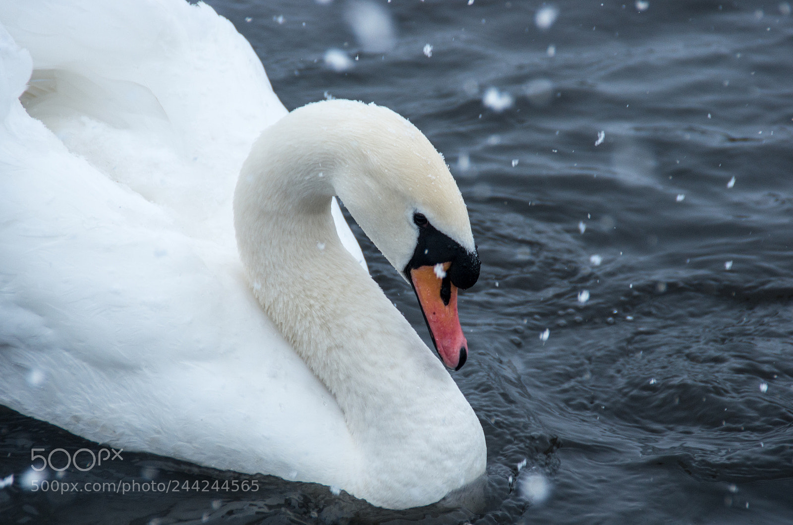 Pentax K-5 sample photo. Swimming and snow photography