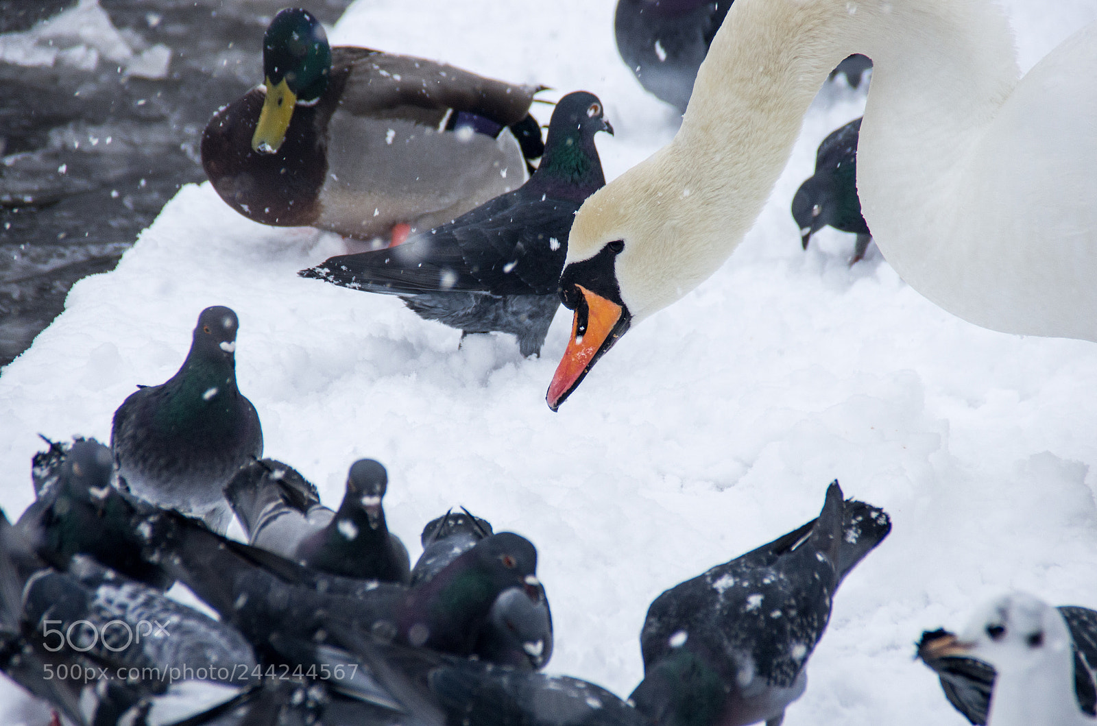 Pentax K-5 sample photo. Pigeon intruders photography