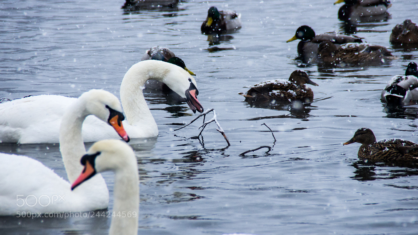 Pentax K-5 sample photo. Delicious stick photography