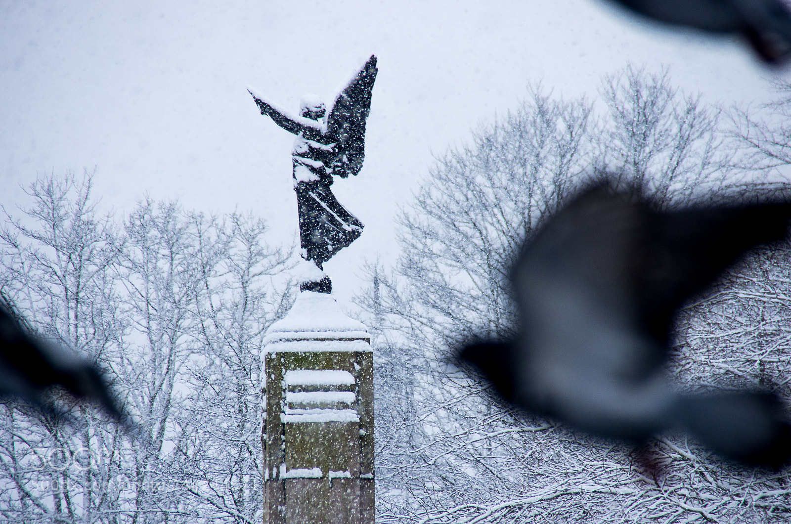Pentax K-5 sample photo. Snow, angel and pigeons photography