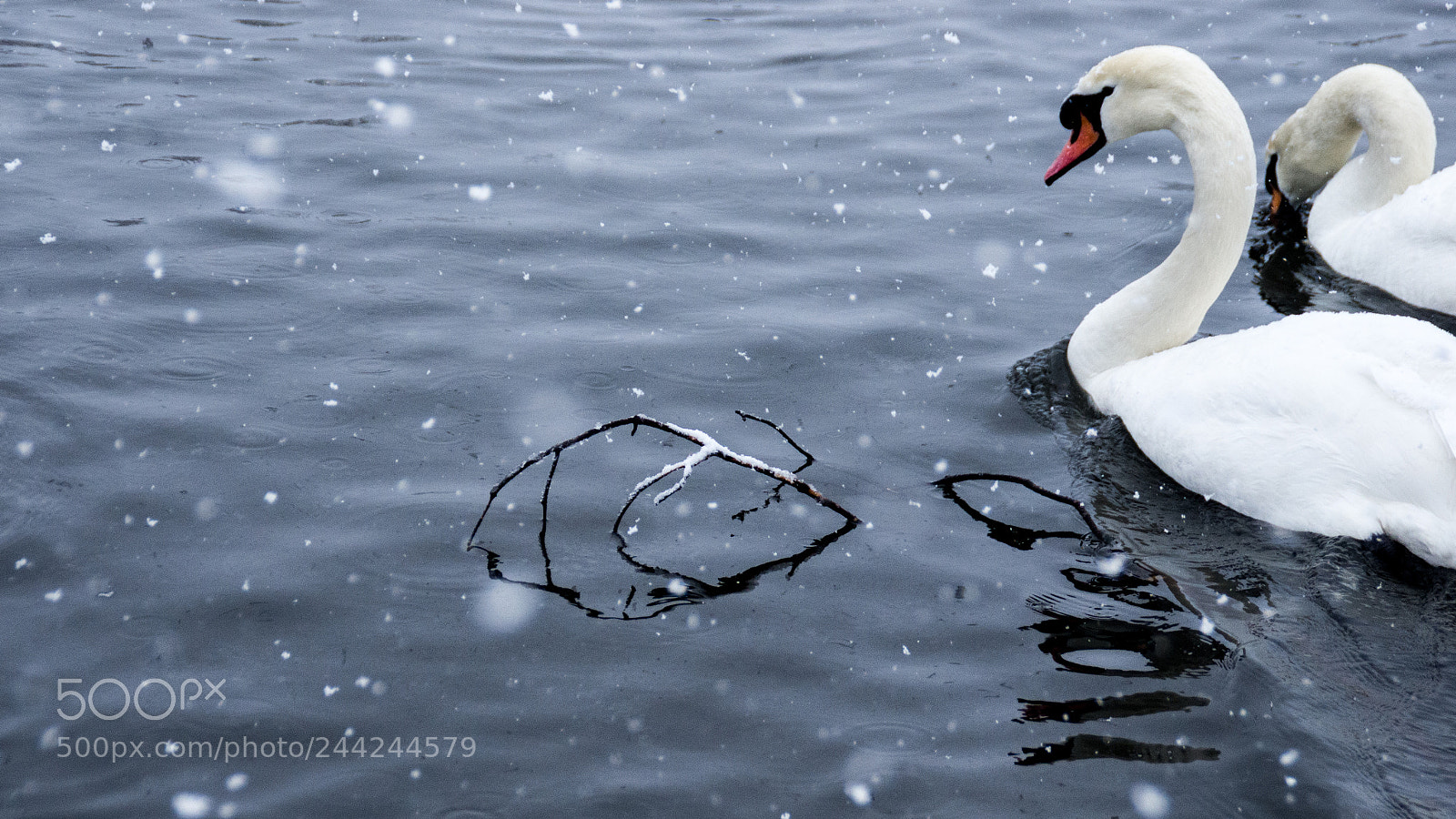 Pentax K-5 sample photo. Swim around the stick photography